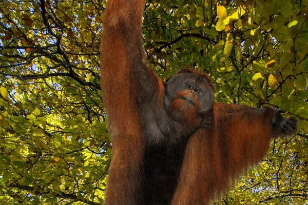 Orang Outan Sumatra Mâle Pongo Abelii Sur Fond Arbre Automne — Photo