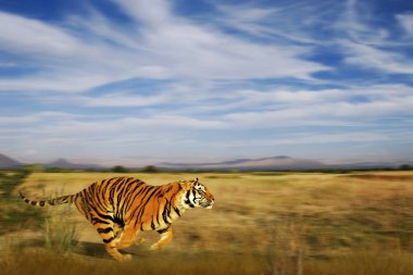 Doğal ortamlarında Bengal kaplanı. Beyaz bulutlar güzel mavi gökyüzü altında altın otlak üzerinde çalışan (Hint) Bengal kaplanı (Panthera tigris). Hindistan