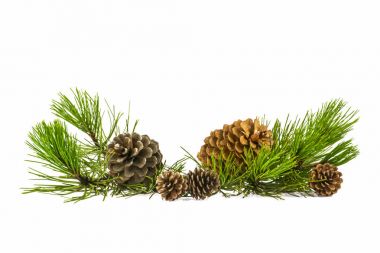 Köknar ağacı dalları beyaz arka plan üzerinde izole koniler ile. Noel çam ağacı dalları dekorasyon izole