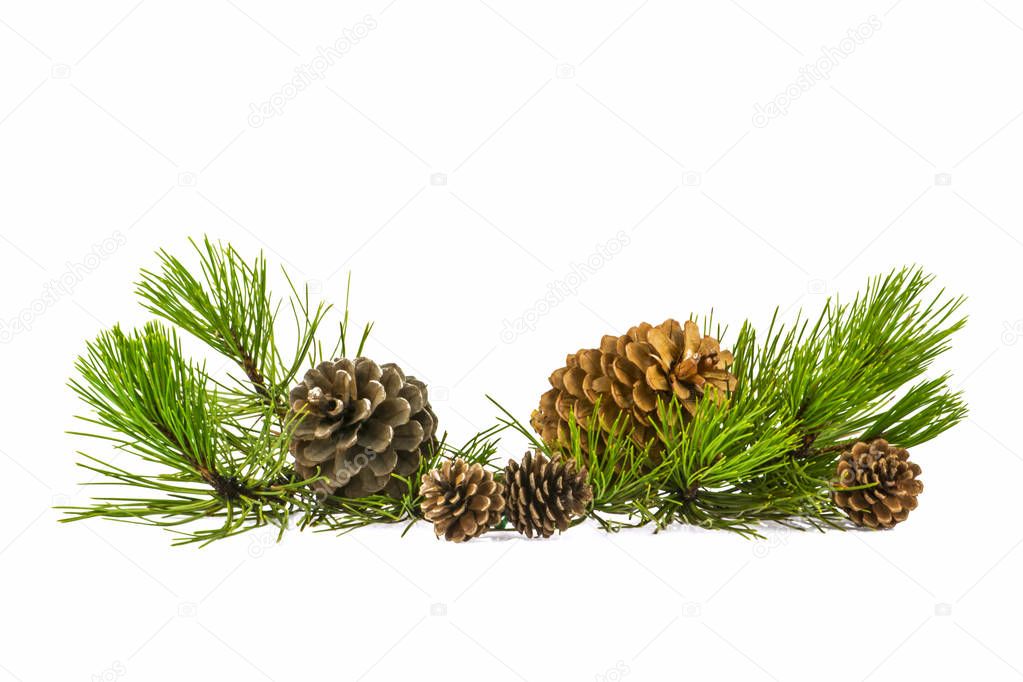 Fir tree branches with cones isolated on white background. Christmas pine tree branches decoration isolated