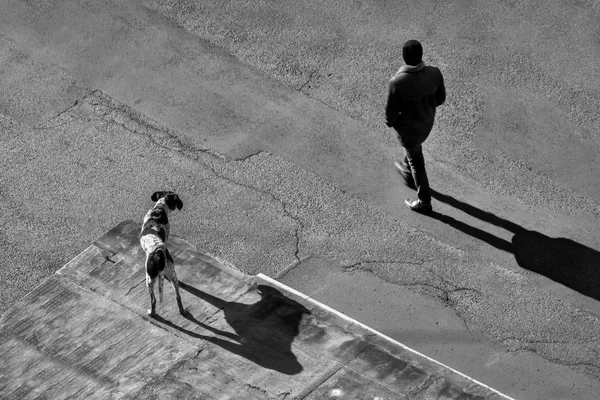 black and white street photography with dog standing on the roof of garage and looking at the man walking on the asphalt road, abstract image with silhouettes and shadows