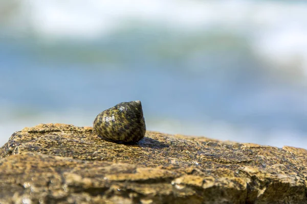 Mooie Shell Links Tegen Een Blauwe Zee Achtergrond Wazig Zonnige — Stockfoto