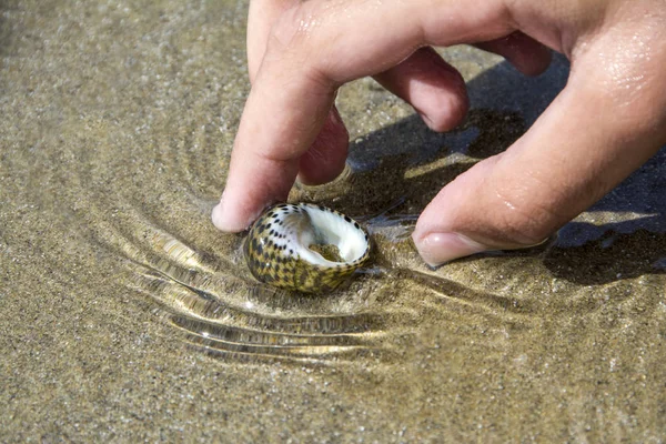 Kind Hand Nemen Zee Schelpen Uit Zand Strand Het Verzamelen — Stockfoto