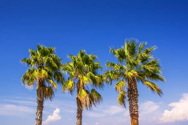 Trzy Zielone Palmy Piękne Błękitne Niebo Tła Chmury Horyzoncie — Zdjęcie stockowe