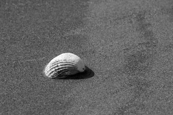 Sea Shell Zand Achtergrond Zwart Wit Fotografie — Stockfoto