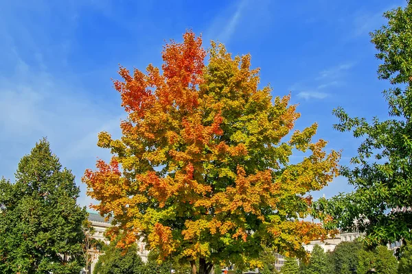 Farbenfroher Herbstpark Bei Sonnigem Hellem Tag Wunderschöne Herbstlandschaft Mit Gelben — Stockfoto