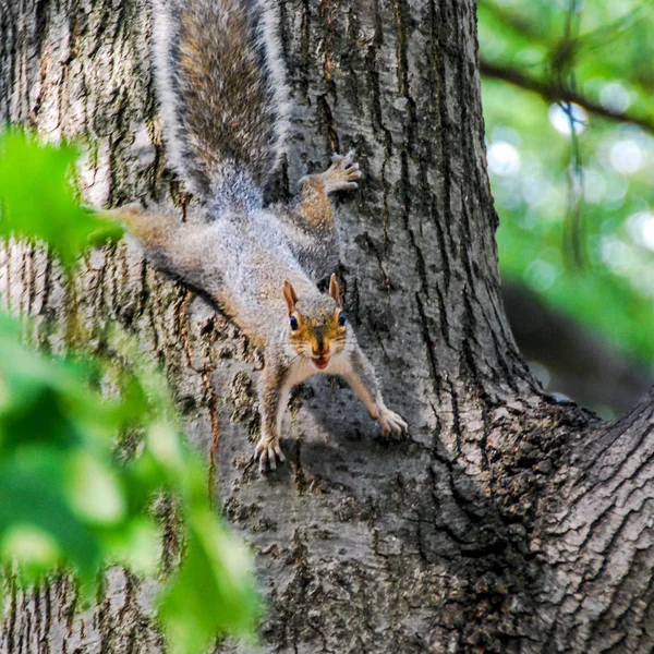 Wiewiórka Szara Drzewie Właśnie Ciekaw — Zdjęcie stockowe