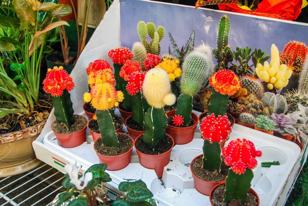 Bellissimi Cactus Fioriti Colorati Vasi Argilla — Foto Stock