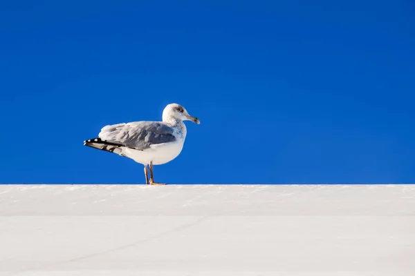 Seagull Sitting White Roof Bright Blue Sky Background — Stock Photo, Image