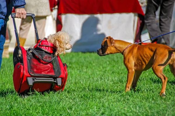 Caniche Una Bolsa Roja Boxeador Collar Perro Miran Cerca Parque — Foto de Stock