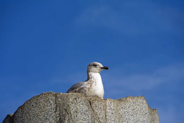 Gaivota Solitária Está Sentado Topo Coluna Antiga Quebrada Com Fundo — Fotografia de Stock