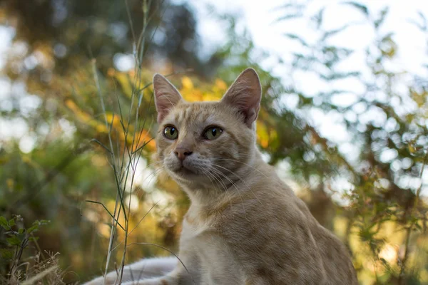 Cat portrait close up. Cat face. Ginger kitten in light brown and cream with fern leaves lit by sunset light on blurred background. Low angle view