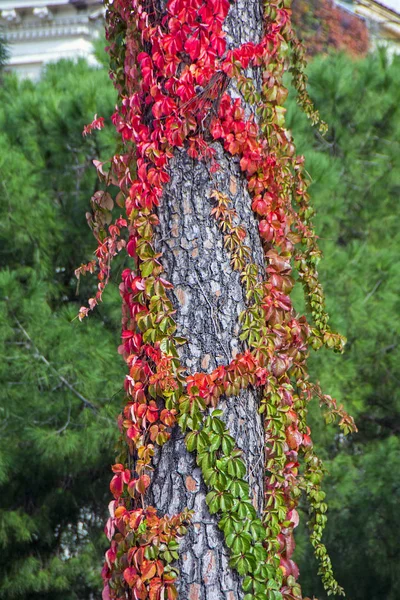Осенняя Сцена Стволом Дерева Скрученного Ярко Красным Диким Виноградом Размытом — стоковое фото