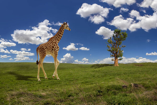 Beautiful adult giraffe in green field with lonely baobab tree on background under the blue sky with white clouds on sunny day, Ghana, Africa