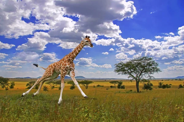 Girafa Giraffa Camelopardalis Correndo Savana Africana África Sul — Fotografia de Stock