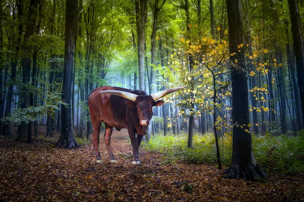 Der Rote Wilde Büffel Oder Banteng Bos Javanicus Mit Großen — Stockfoto