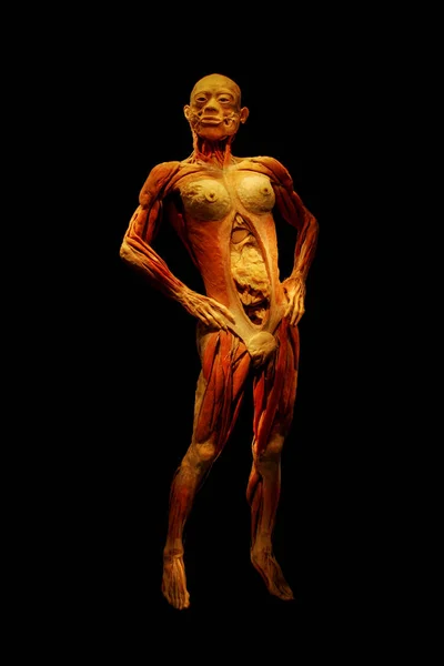 New York City, USA - August 11, 2012: Gunther von Hagens BODY WORLDS exhibition. Female body without the skin with open abdomen isolated on black background