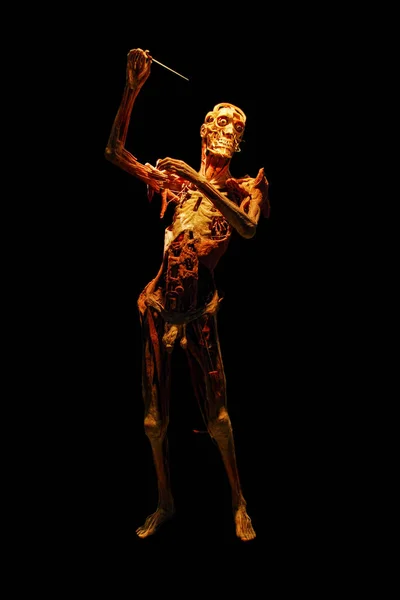 New York City, USA - August 11, 2012: Gunther von Hagens BODY WORLDS exhibition. A human body without the skin in shape of the orchestra conductor with the stick in hand isolated on black background