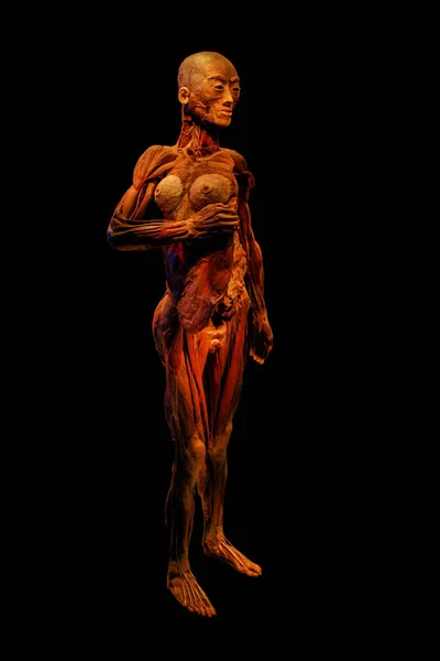 Нью Йорк Сша Августа 2012 Года Выставка Gunther Von Hagens — стоковое фото