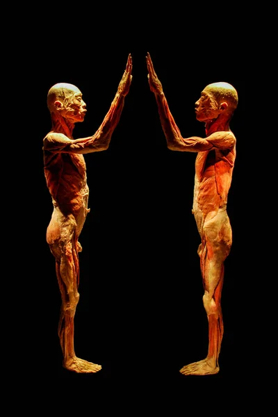 New York City, USA - August 11, 2012: Gunther von Hagens BODY WORLDS exhibition. A human cut body without the skin isolated on black background