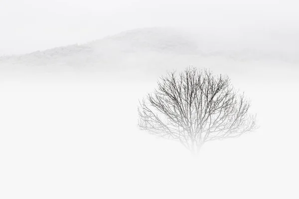 Winter Landscape Lonely Tree Snowy Field Covered Fog White Sky — Stock Photo, Image