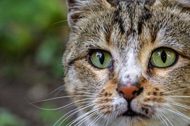 Yeşil gözlü kedinin yakın görüntüsü. Güzel kedi portresi. Kedi gözlerine yakından bak. Evcil hayvanlar konsepti
