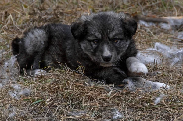 Sin Hogar Cachorro Mestizo Divertirse Hierba Seca —  Fotos de Stock