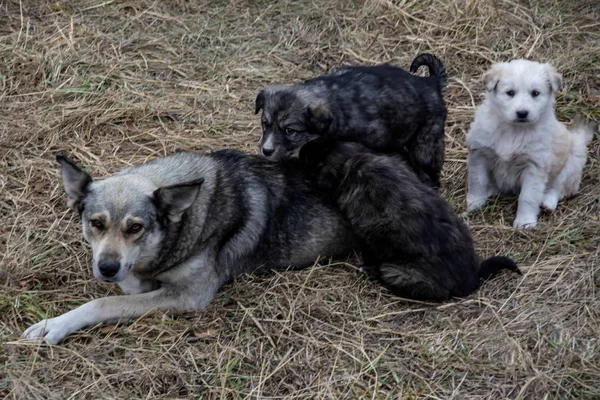 A mongrel dog with three puppies on dried grass. Homeless dog lying on lawn with kids