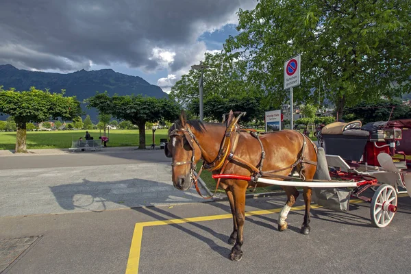 Interlaken Suiza Junio 2015 Carruaje Caballos Esperando Los Pasajeros Interlaken — Foto de Stock
