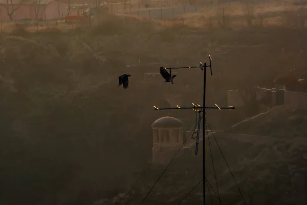 Deux Corbeaux Envolent Antenne Télévision Contre Ravin Éclairé Par Lumière — Photo gratuite