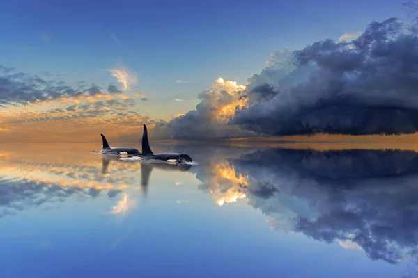 Belle Scène Avec Des Épaulards Orcinus Orca Respirant Surface Océan — Photo