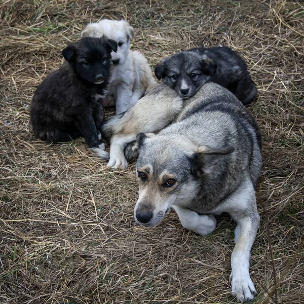 Una Scena Toccante Con Cane Randagio Con Tre Cuccioli Erba — Foto Stock