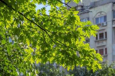 Romanya 'nın Bükreş kentindeki evin bulanık arkaplanı üzerine güneşli yeşil akçaağaç dalı