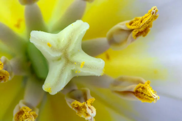 Abstract Beautiful Vivid Macro Shot White Tulip Pistil Stamens Extreme — Stock Photo, Image