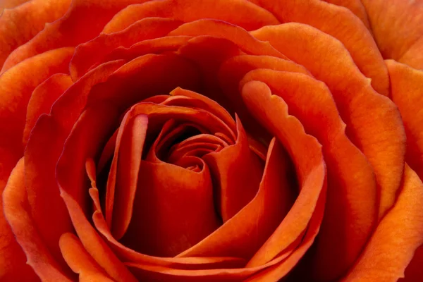Крайне Близко Оранжевому Цветку Розы Абстрактный Красивый Яркий Макроснимок — стоковое фото