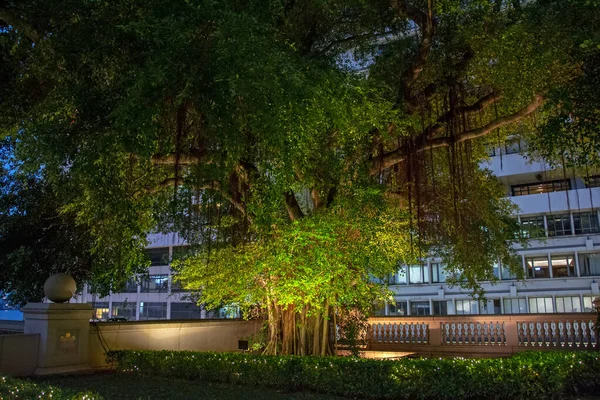 Árbol Verde Banyan Majestuoso Iluminado Parque Hong Kong Por Noche — Foto de Stock