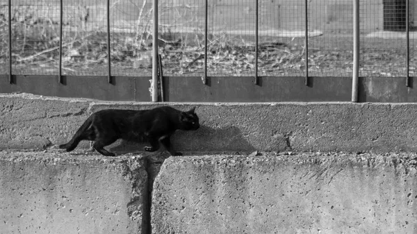 Gatto Nero Che Cammina Sul Bordo Massicci Blocchi Cemento Predatore — Foto Stock