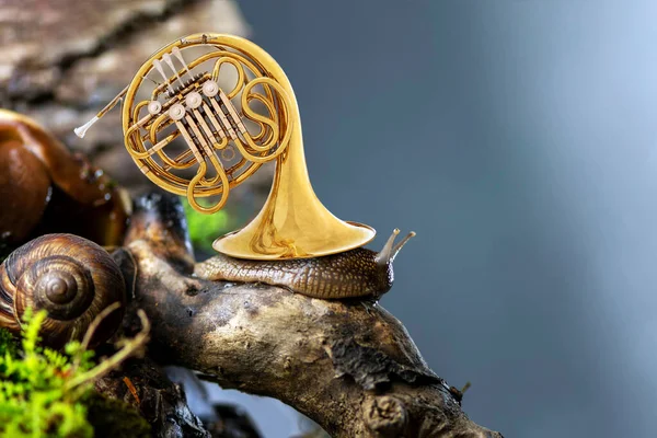 Surreal scene with cute snail on tree root in forest with brass French horn instead of shell against blurred background. Concept of beauty, harmony, nature and music, musical Instruments