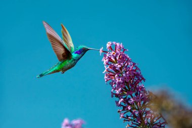Işıldayan menekşe (Colibri coruscans) sinekkuşu mavi gökyüzü arka planında güzel pembe çiçeğin yanında uçar. Tropik ortamda vahşi yaşam, ormanda çiçeklerden nektar emen kuşlar. 1 / 8000 saniye. çekim