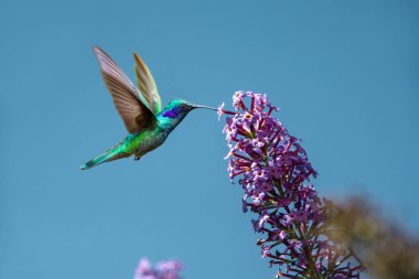 Sparkling violetear (Colibri coruscans) hummingbird flying next to beautiful pink flower against blue sky background. Wildlife in tropic, bird sucking nectar from bloom in the forest. 1/8000 sec. shot clipart