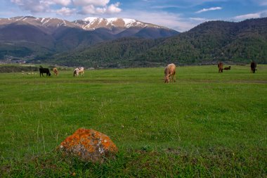 Yeşil alanda otlayan inekler ön planda liken ve Ermenistan 'ın Dilijan kentindeki arka planda güzel dağlarla kaplı eski taşlarla otluyor. Taş üzerine seçici odak, bulanık arkaplan