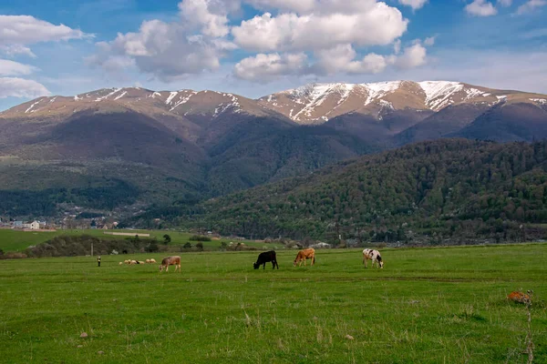 Корови Пасуться Зеленому Полі Гарними Горами Задньому Плані Діліджані Вірменія — стокове фото