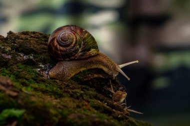 Yalnız salyangoz (Helix pomatia) ile doğanın güzel makro manzarası. Çam ağacının kenarında, bulanık arka planda, karanlık ormana karşı.