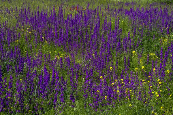 Bellissimo Paesaggio Estivo Con Prato Fiorito Fiori Selvatici Viola Primavera — Foto Stock