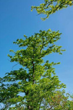 Akasya 'nın genç yeşil yapraklarıyla, mavi gökyüzüne karşı koyu dallar üzerinde güzel doğal bir arka plan. Ağacın tacı
