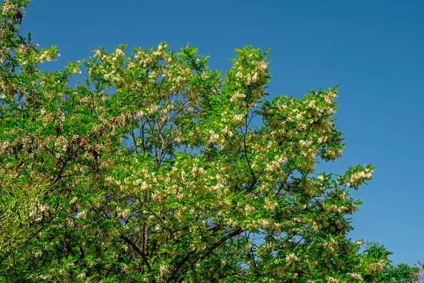 青空に対して暗い枝に若い緑の葉と白い花とアカシアの木を開花と美しい自然の背景 低角度表示 — ストック写真