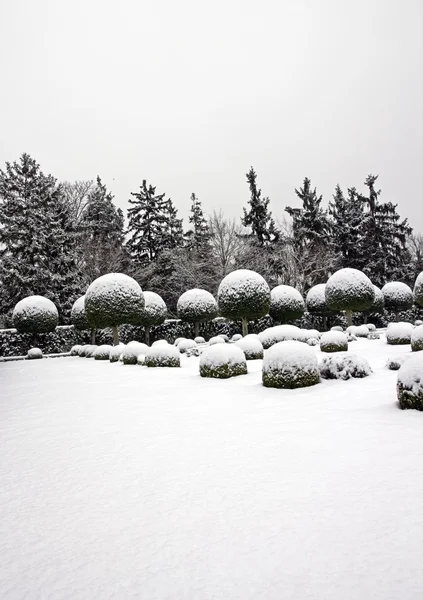 Buxbom bollar mellan himmel och moln, i en fransk trädgård (Frankrike) — Stockfoto