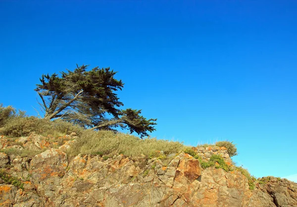 De boom die buigt maar niet breekt, natuur maakt weerstand — Stockfoto