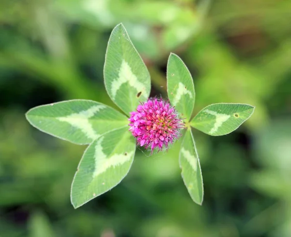 Trébol en flor en verano. Primer plano en un corazón de trébol en flor — Foto de Stock