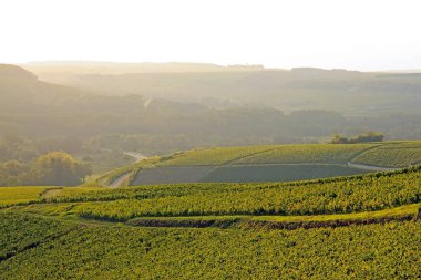 Hills of vines, Chablis wine, near Auxerre in misty weather (Burgundy, France) clipart